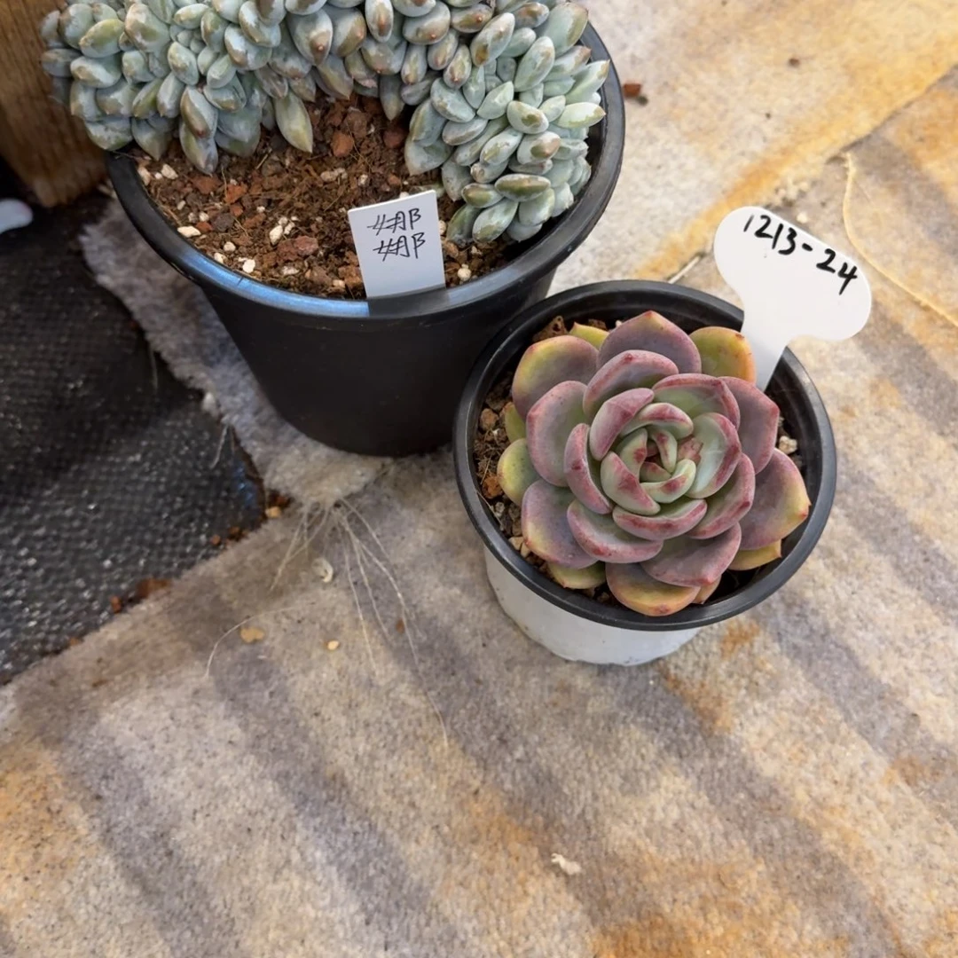 @***@1213-24菩提子缀化+新品美人东云杂暗黑系列