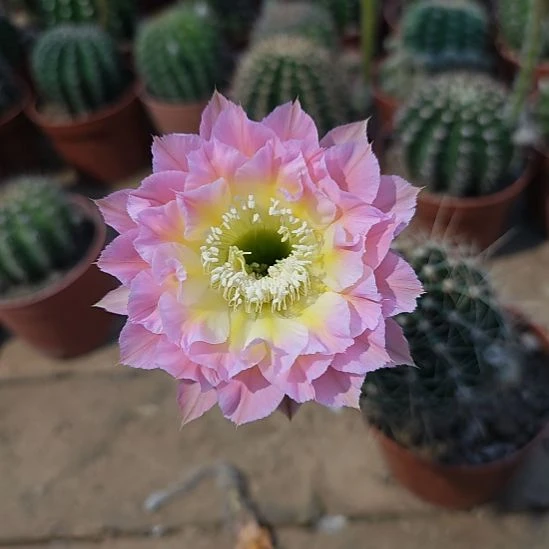 渔***线26号实生彩草，球小瑕疵一物一拍，脱土摘花发货，满20包邮