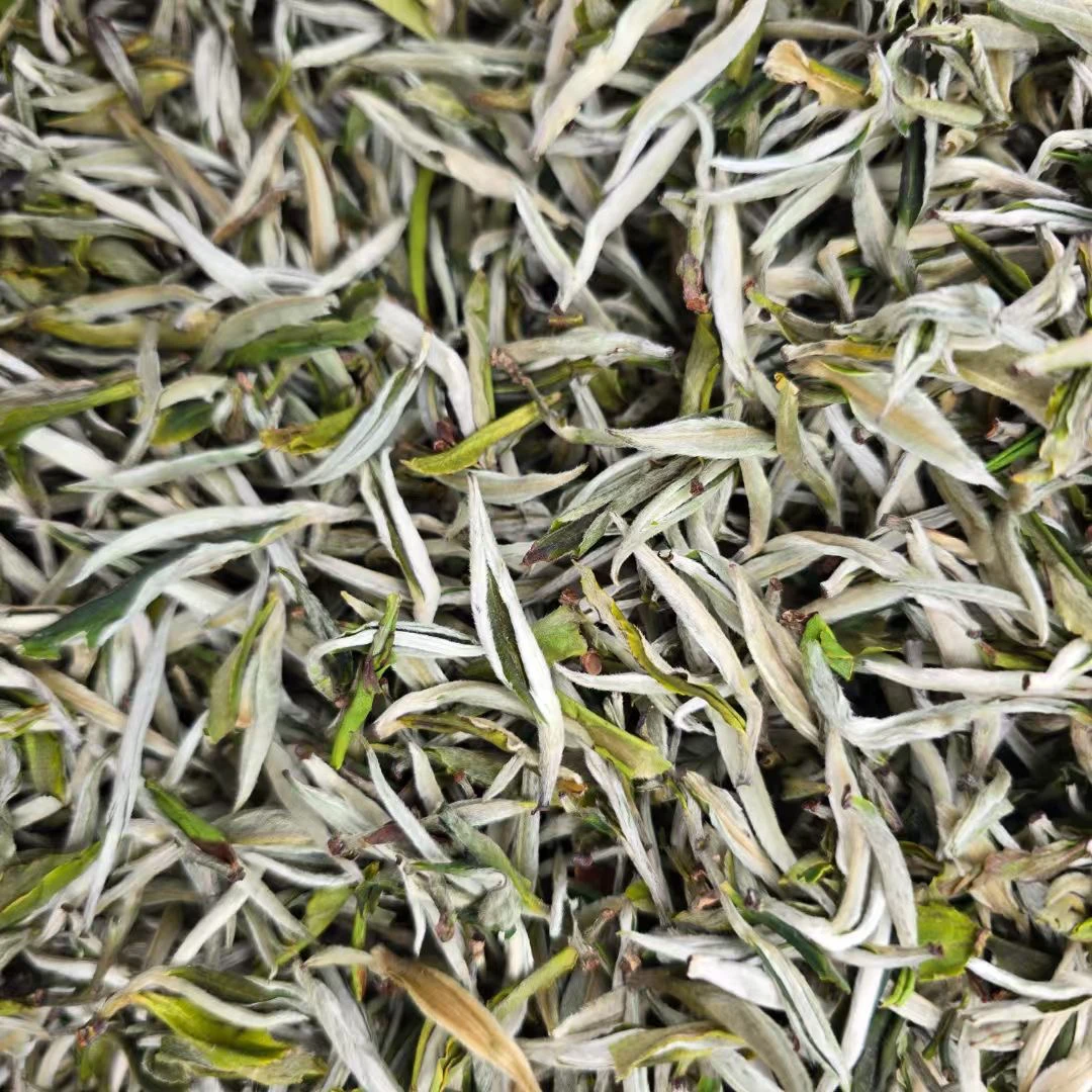 2025早春绿茶新鲜清香型豆香花香鲜香