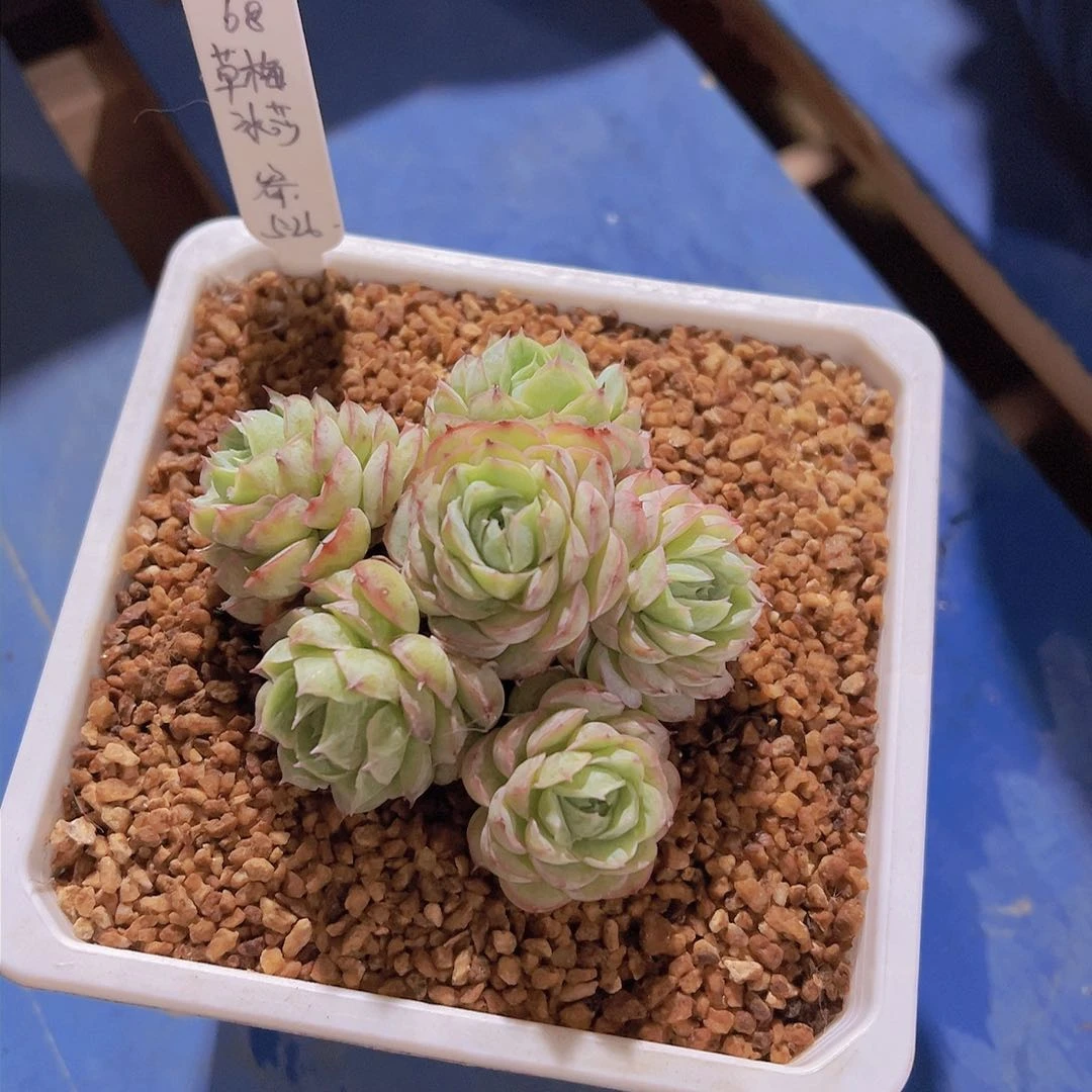杨*九草莓冰沙，多肉植物，