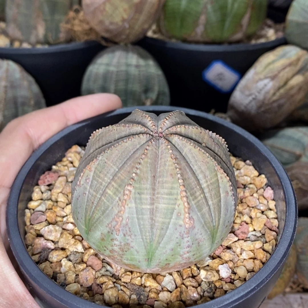 35 欧系实生布纹球多肉植物