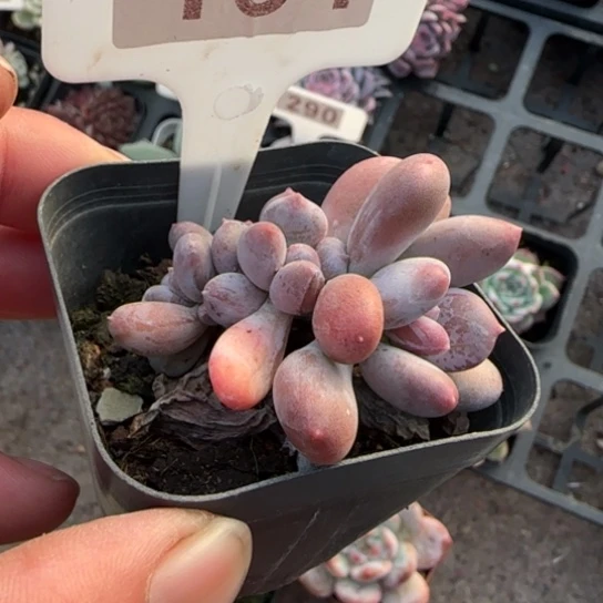 154长叶桃美人缀多肉