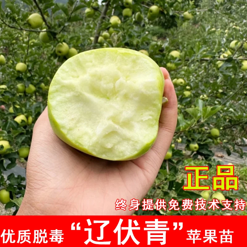 嫁接辽伏青苹果树苗早熟老品种东北小苹果苗耐寒南方北方当年结果
