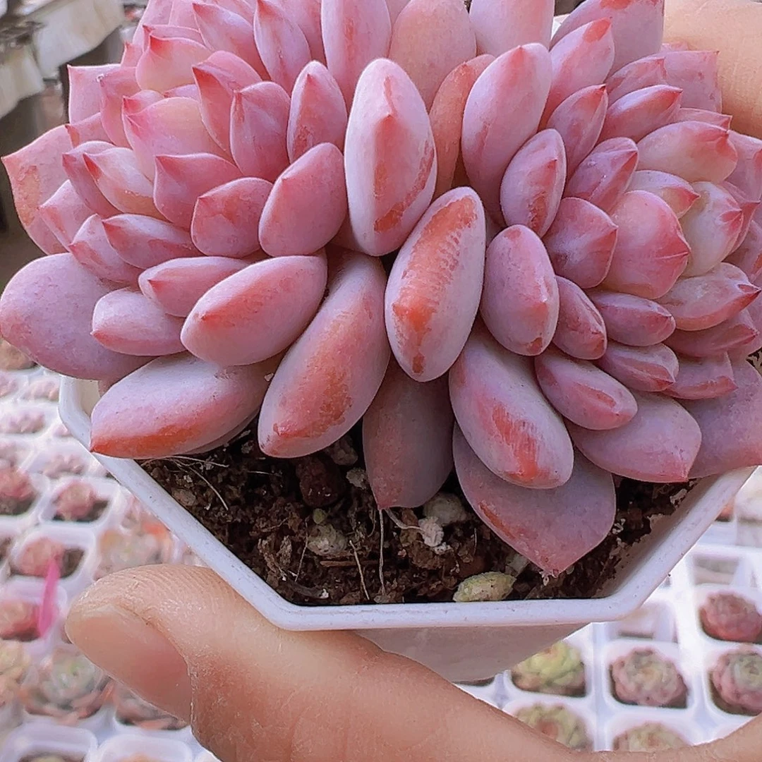 大双头星星橙19包邮多肉植物