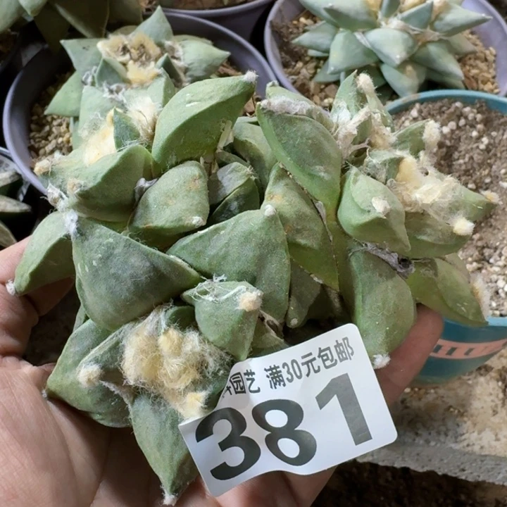 福利苗接大群381