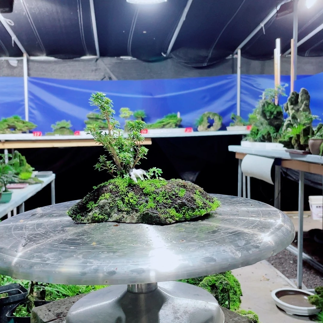 若***水无花朵新品上架哦好货满