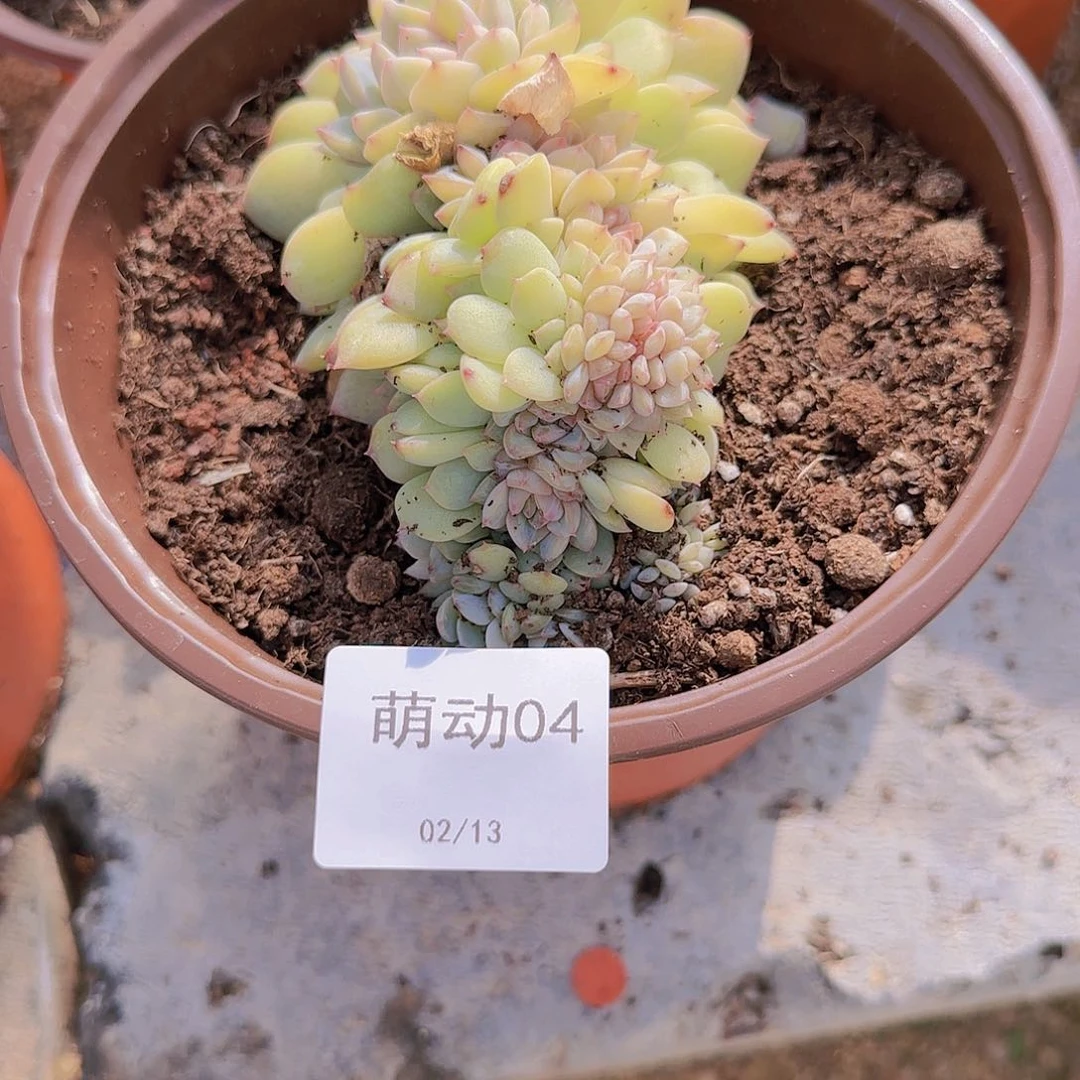 A**1直播一物一拍多肉04