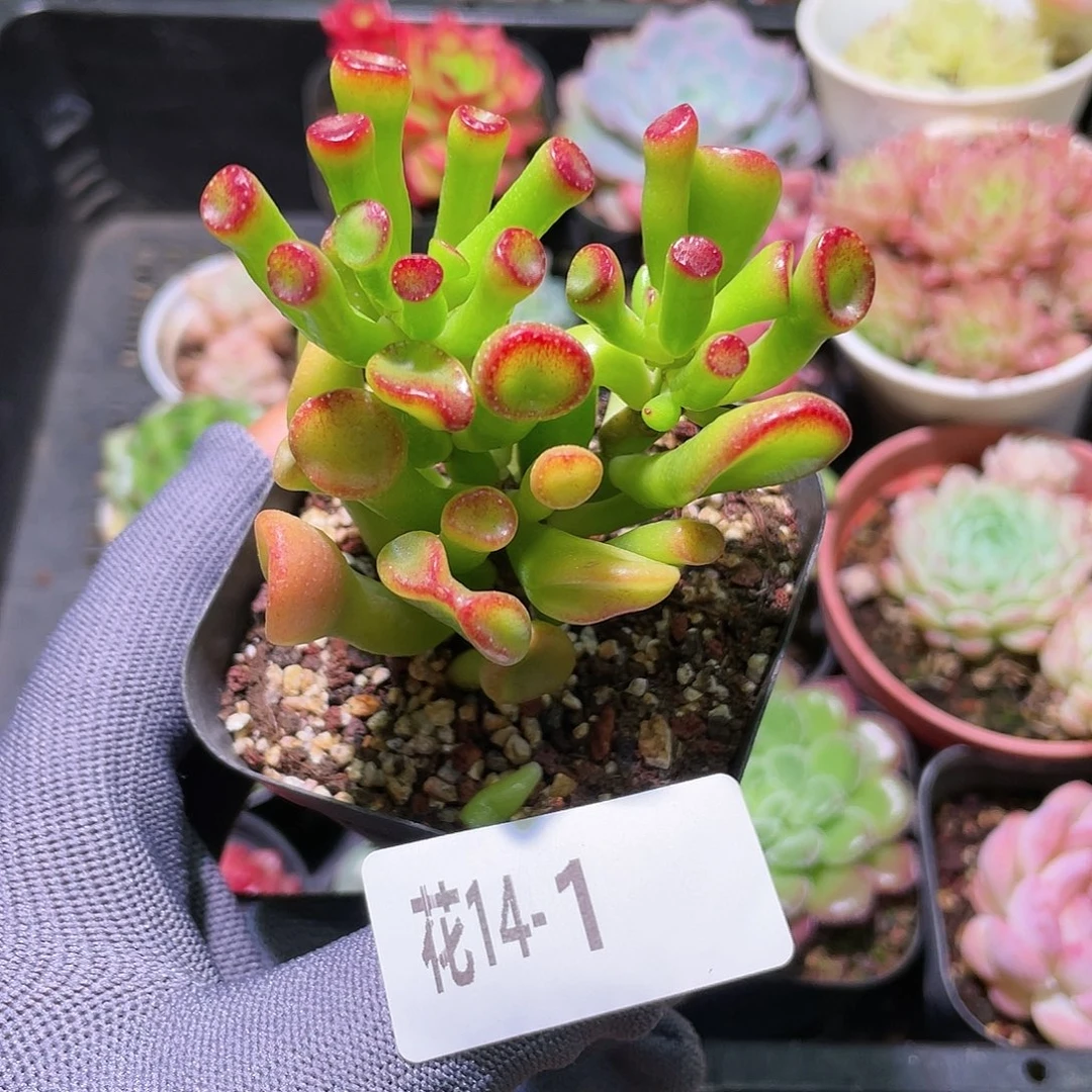 花利美14-1吸财树