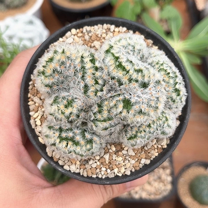嘉文丸缀化开花好看