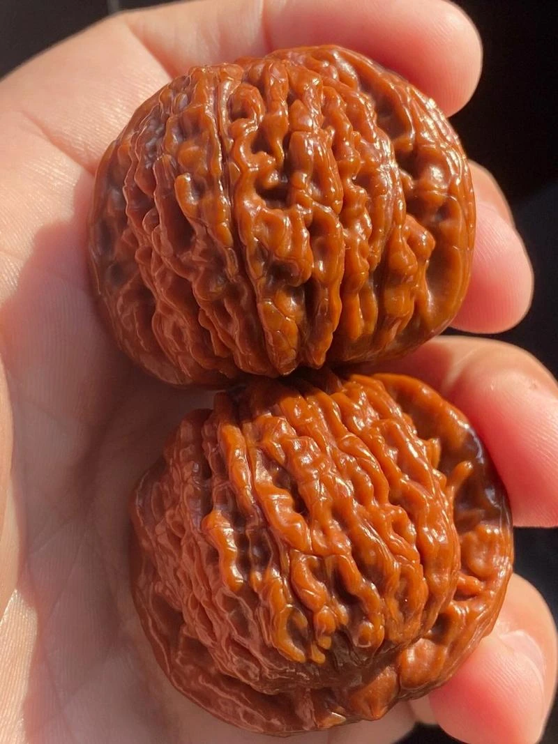 文玩核桃狮子头南疆石四座楼大粗筋平谷元宝骨质好上色快