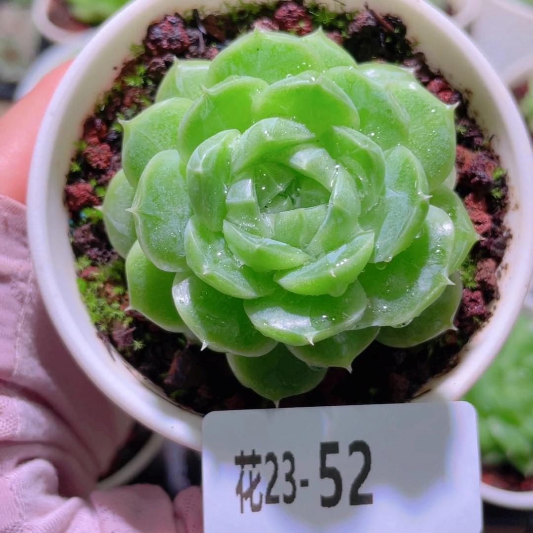 花利美23-52麦秆单头