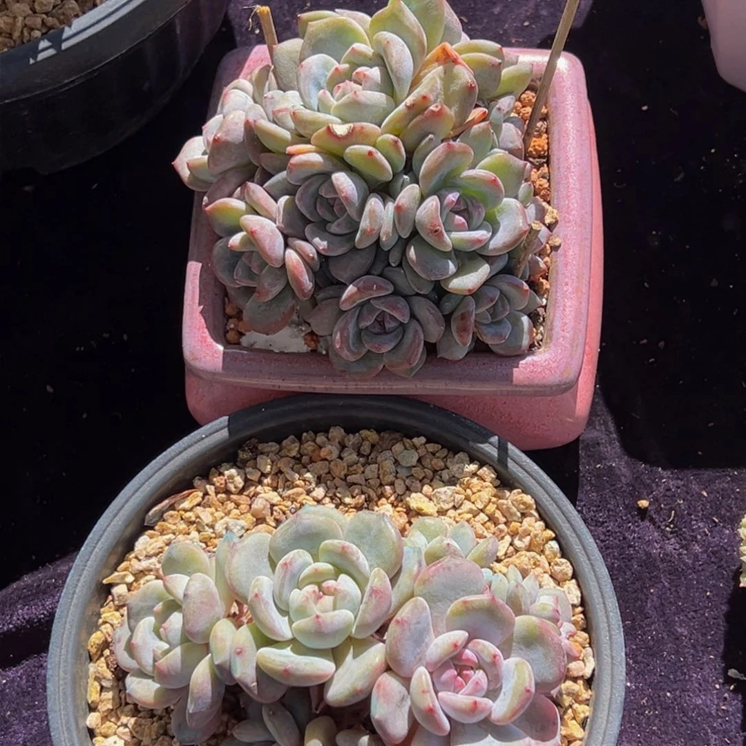 买一送一 新年快乐