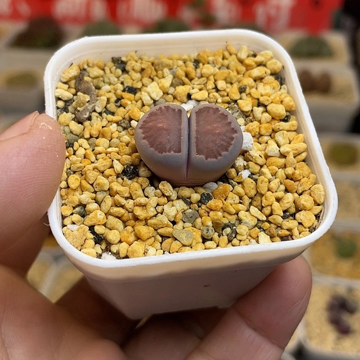 家人园艺多肉生石花紫菊722