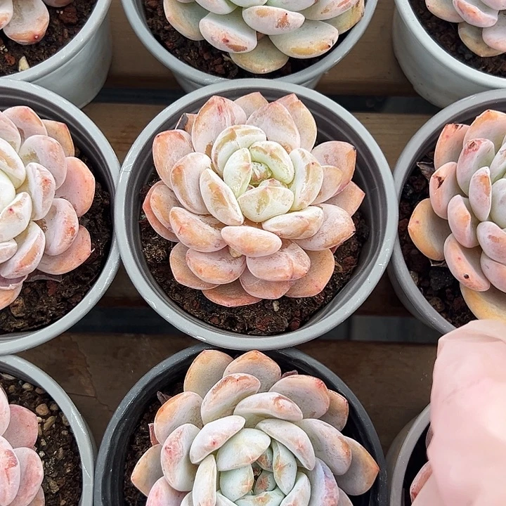 单头雪天使   福利多多