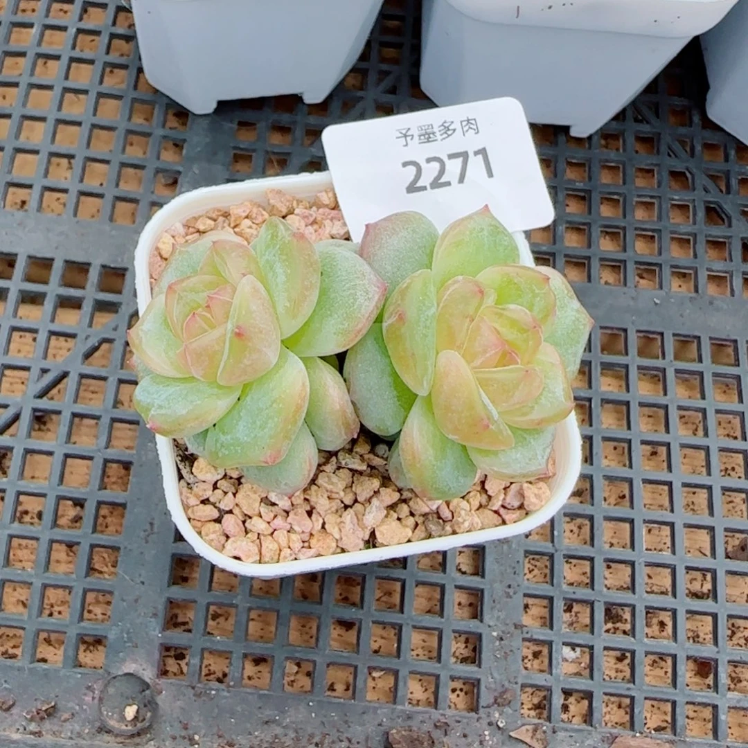 海洋之星，2271多肉植物