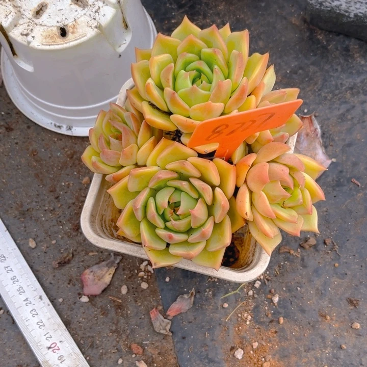 蒲***英黄金弗兰克多肉植物8227