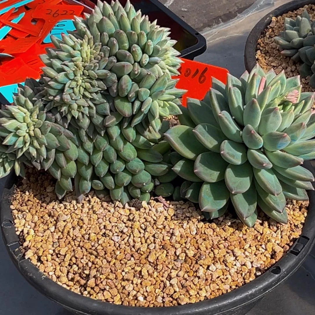 3016号上午多肉植物群生