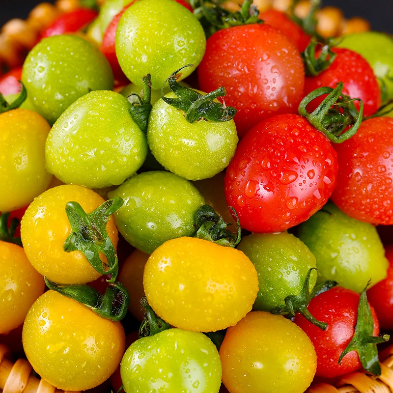 【顺丰包邮】三色小番茄现摘新鲜圣女果酸甜多汁樱桃水果番茄小柿子