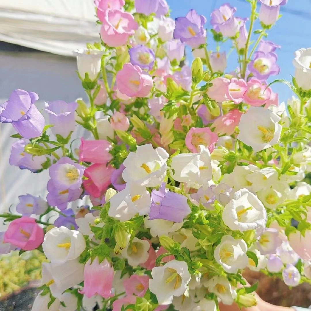 【盼盼鲜花】不选色风铃 一单陆运/两单升级冷链 云南鲜花基地发