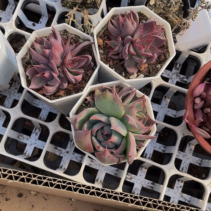 三头惊鸿带盆土发货