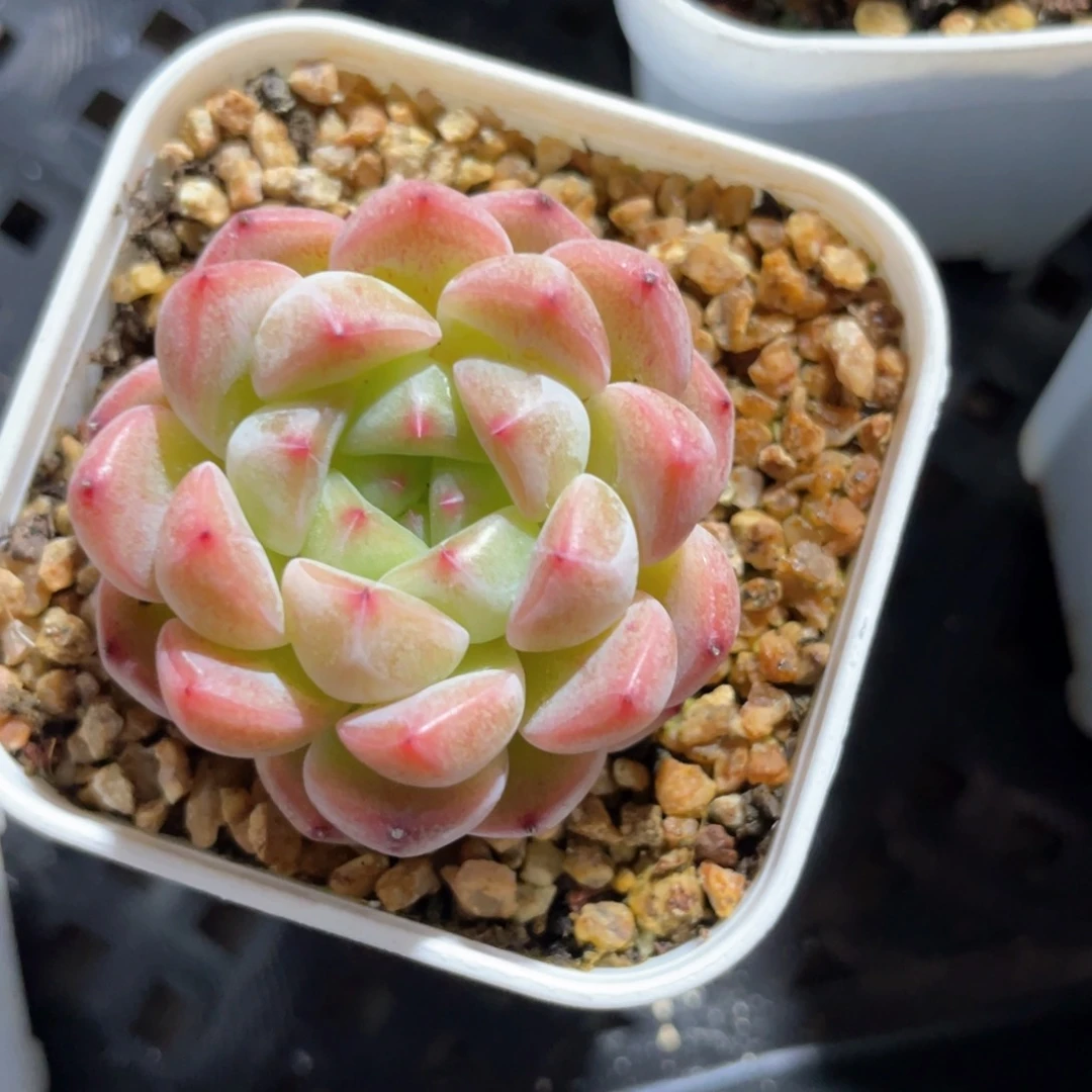 优选甜心福利832