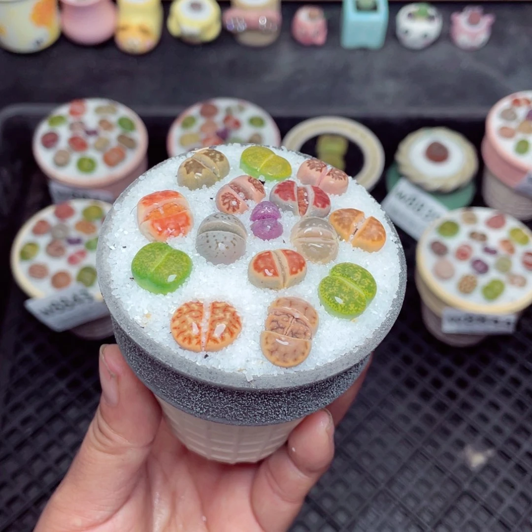 w8847 带盆土发货-零下地区拍保温箱