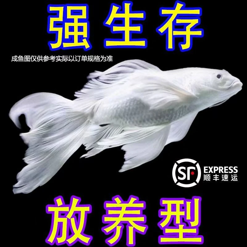 纯种台湾赛级贵妃体白色普身蝴蝶鲤大鳍大尾活体发货16-19公分
