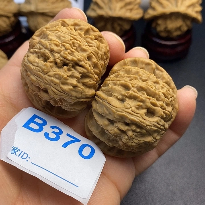 核桃白狮子4.5，00000