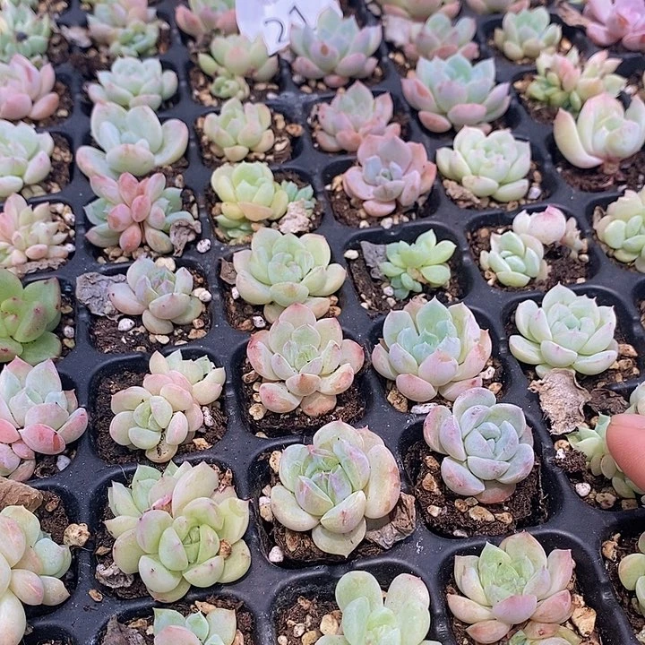 21 多肉植物盆栽花卉植物
