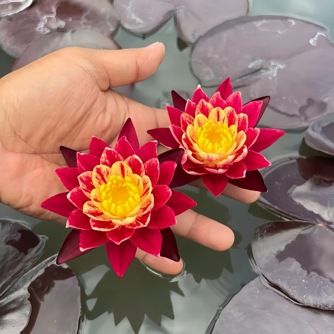 稀有睡莲【火之戒】睡莲根块带芽鱼缸池塘四季开花盆栽水培植物大小