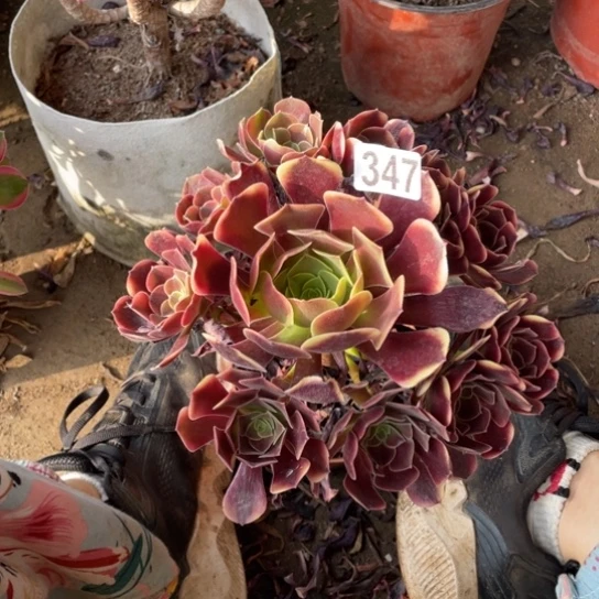 鑫****³347欧嘉莉15厘米左右