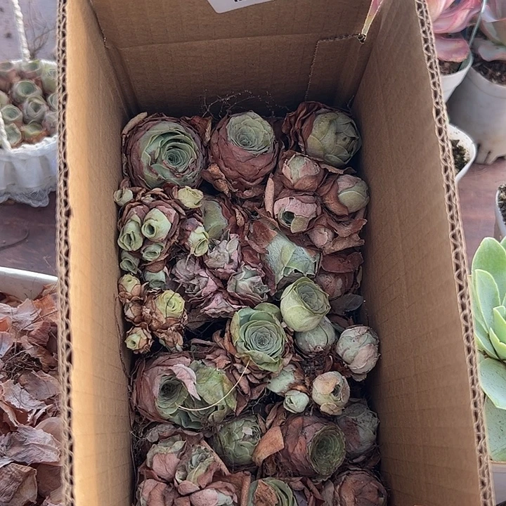 山地玫瑰多肉瑕疵不售后50