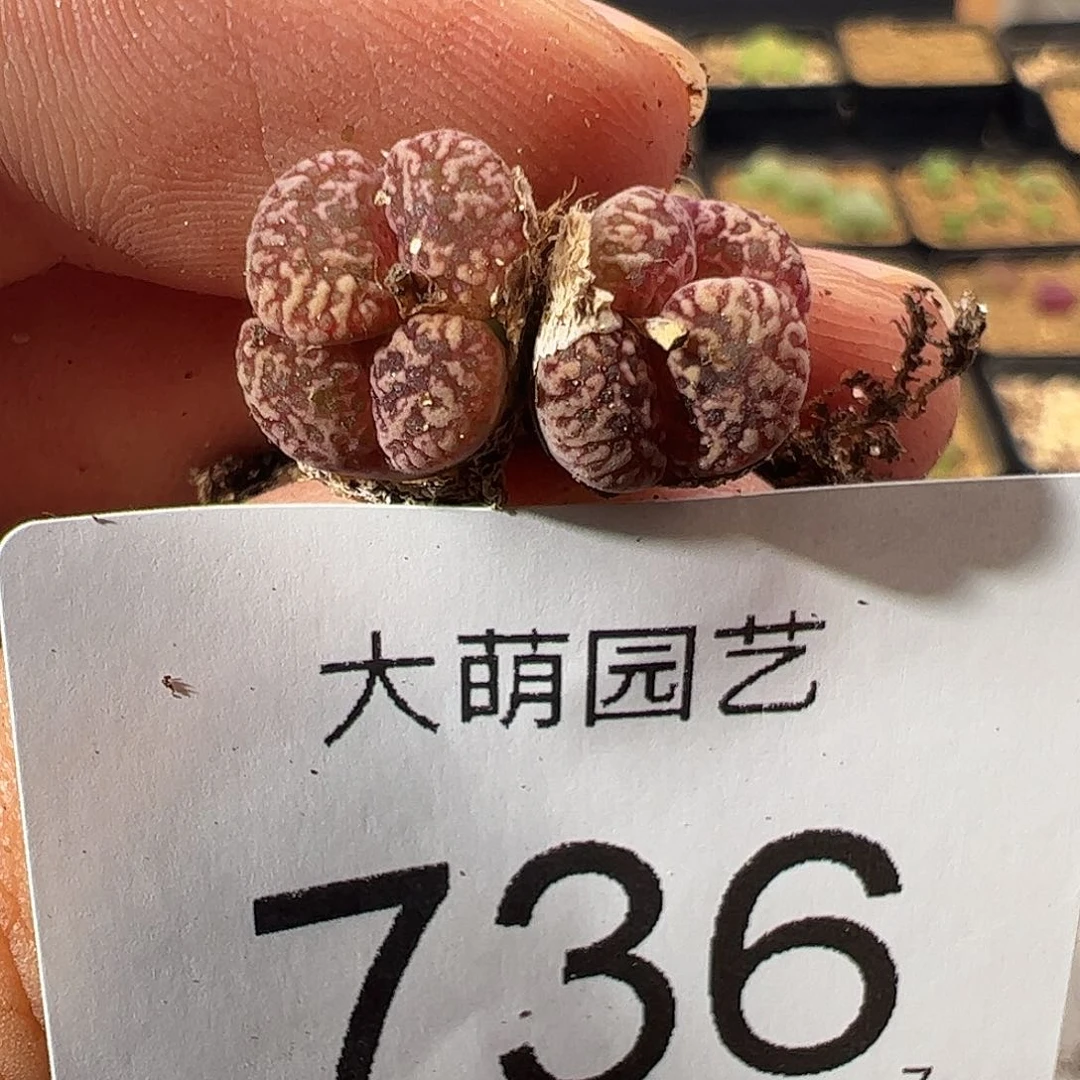 0000736 一物一拍……