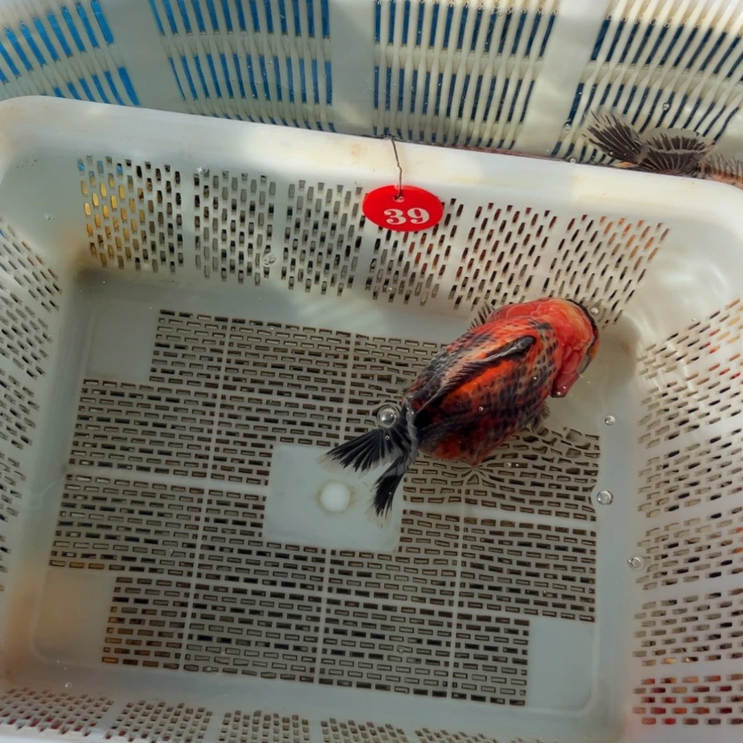 骑****海水鱼你好意思的不给人家面子