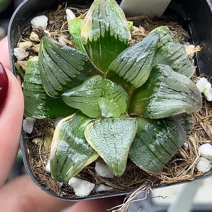 70红纹寿锦头家多肉十二卷