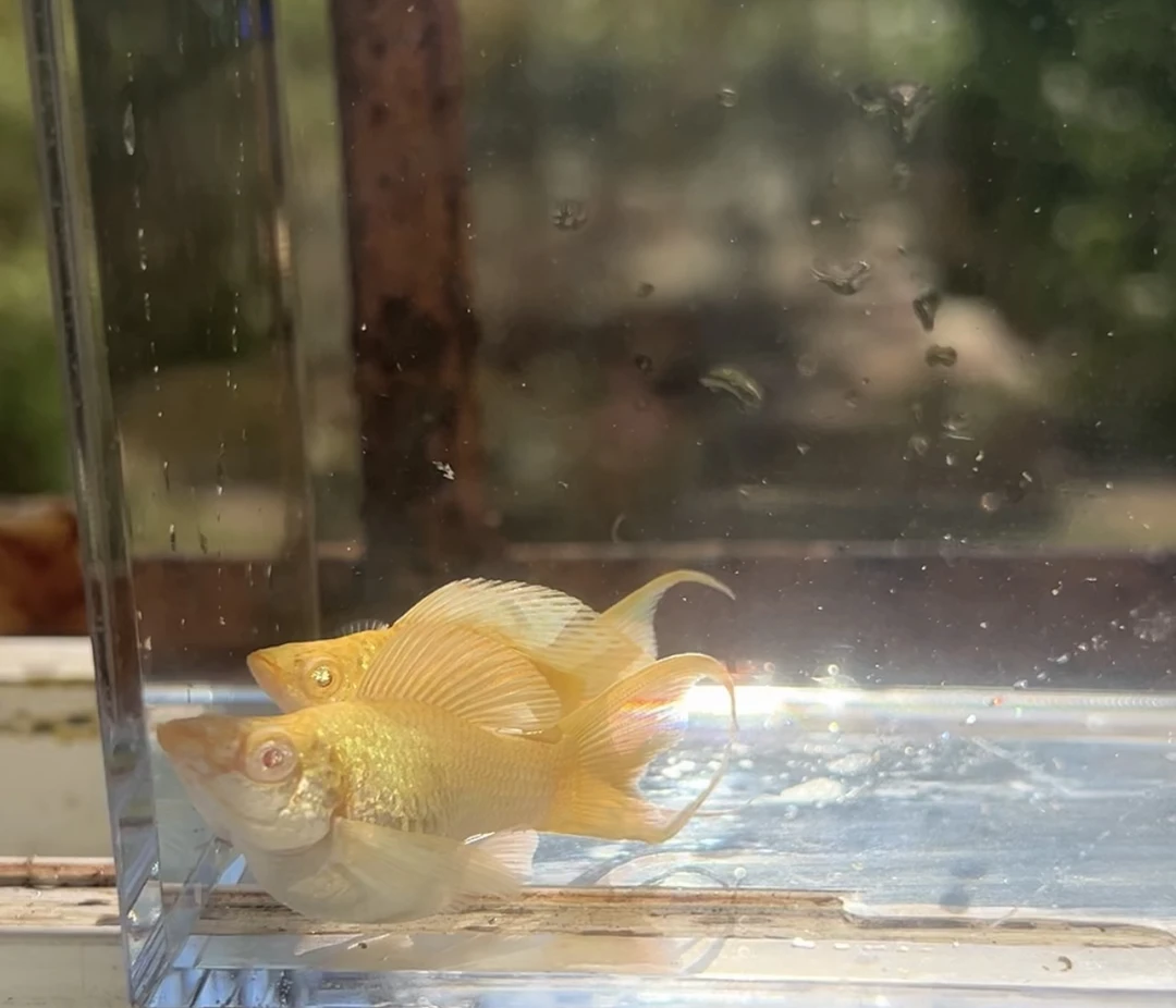 越南进口玛丽鱼，直播间专用链接，一物一拍