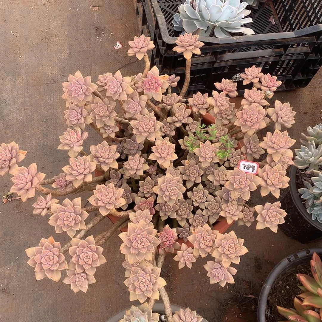 784阿伦陪一物一拍