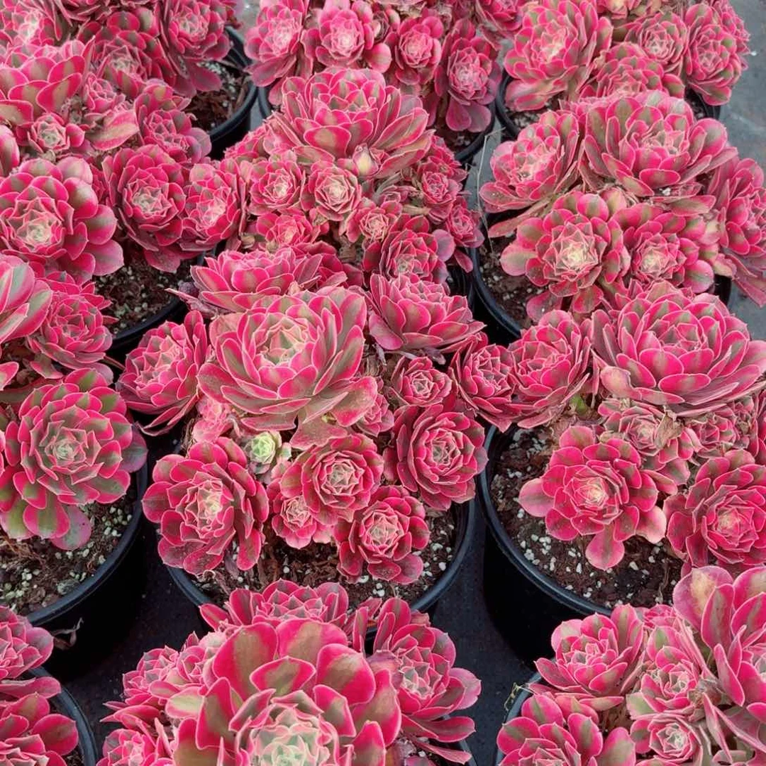 220粉女巫捧花多肉法师量拍一颗