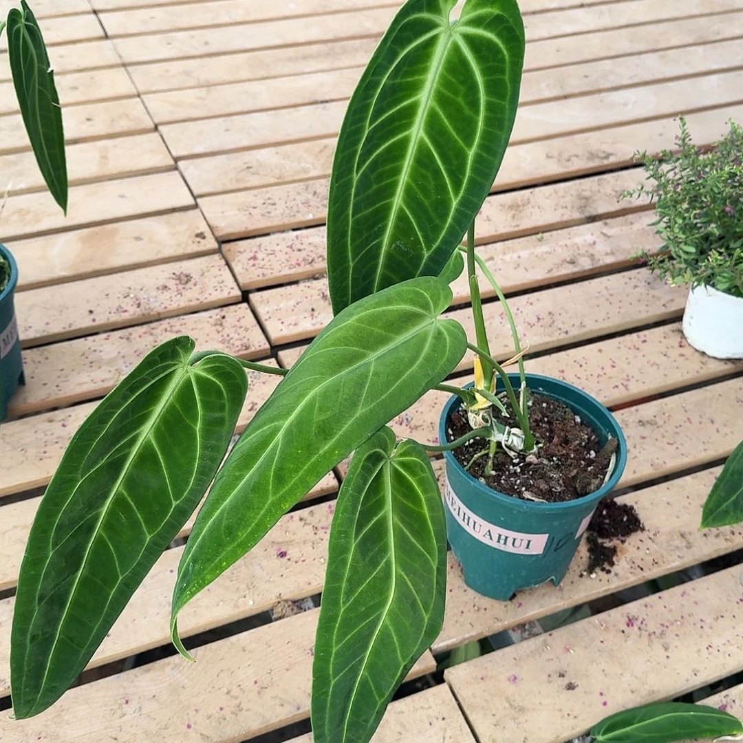 心***狗完全开放10号火鹤后花烛