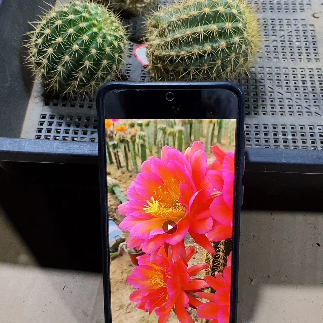 毛 阿布里侧芽6公分左右
