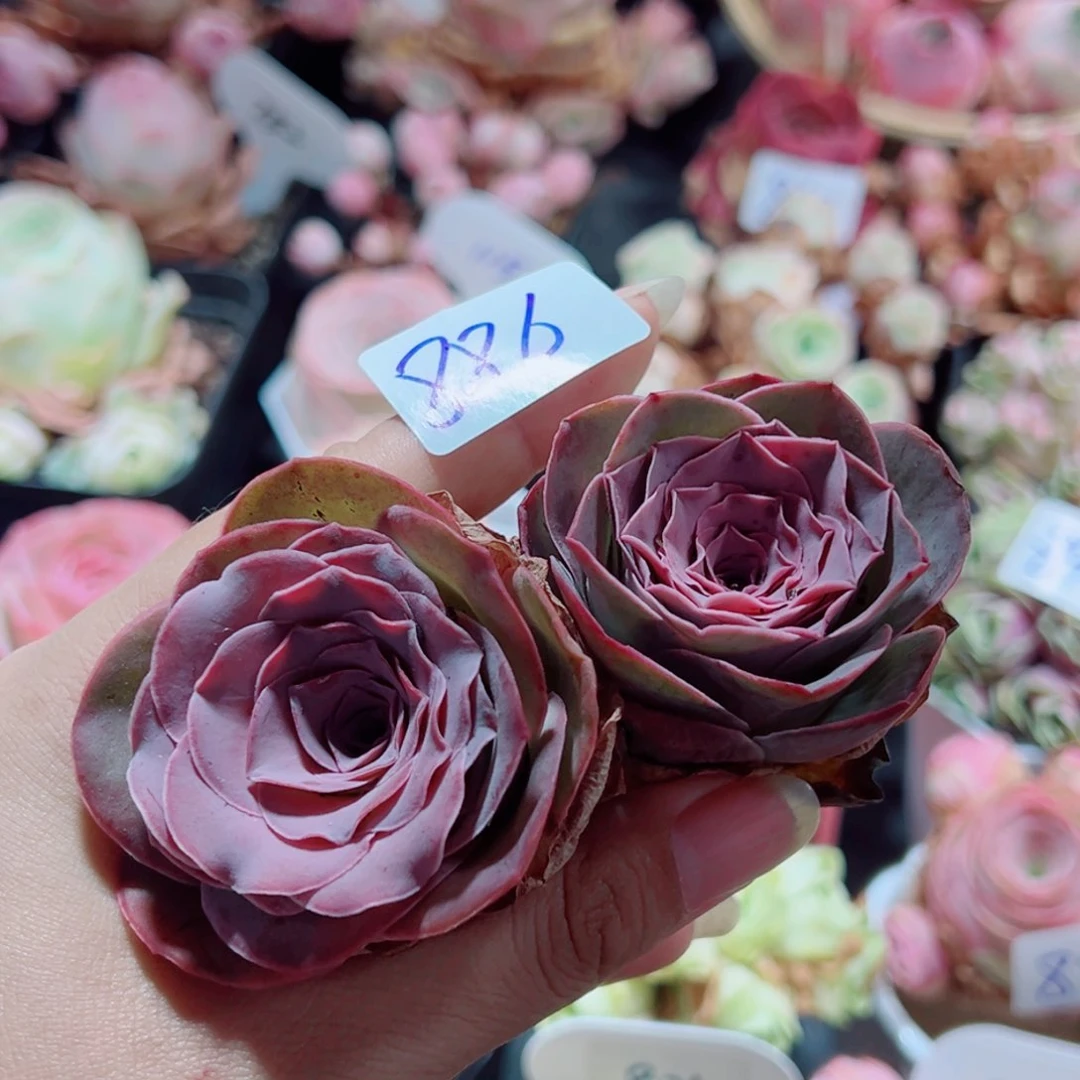 886洛霞小蕾丝两颗。