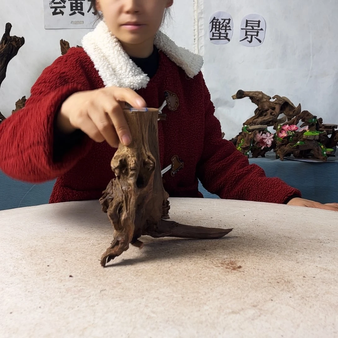 沉木造景爬宠造景