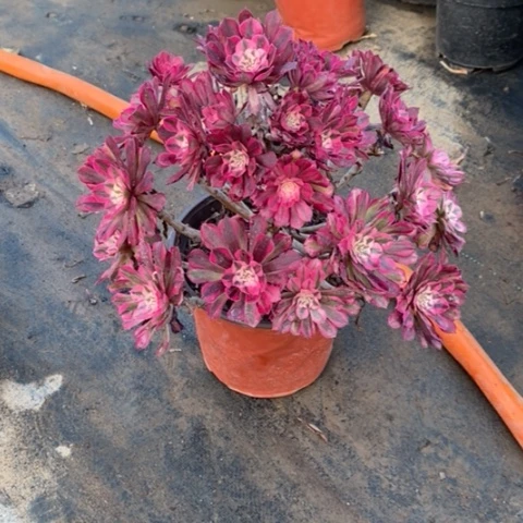 红桐超白断枝24多肉植物法师