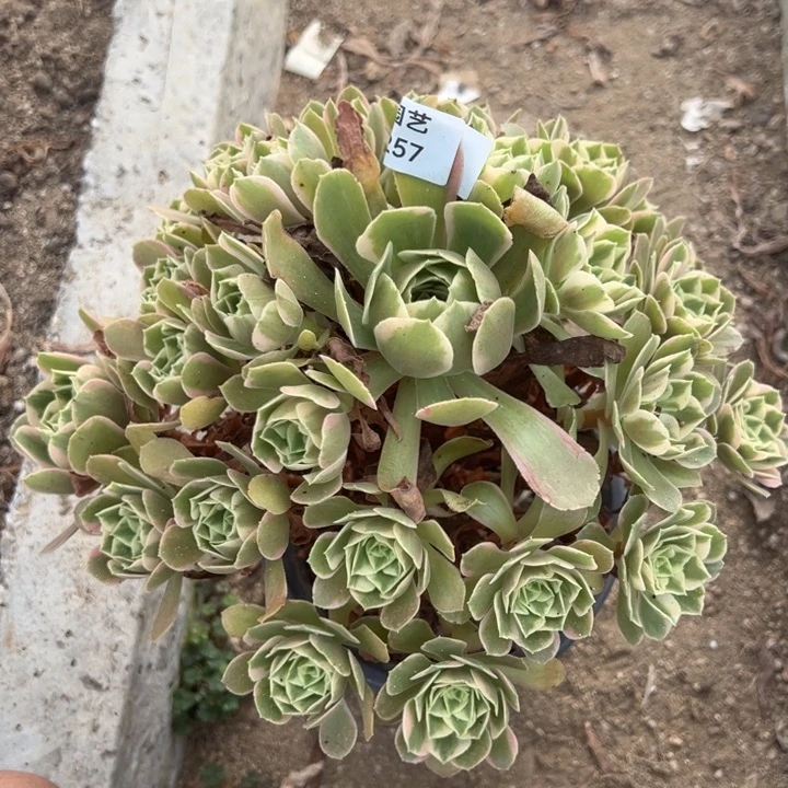 女妖多肉植物大手捧257