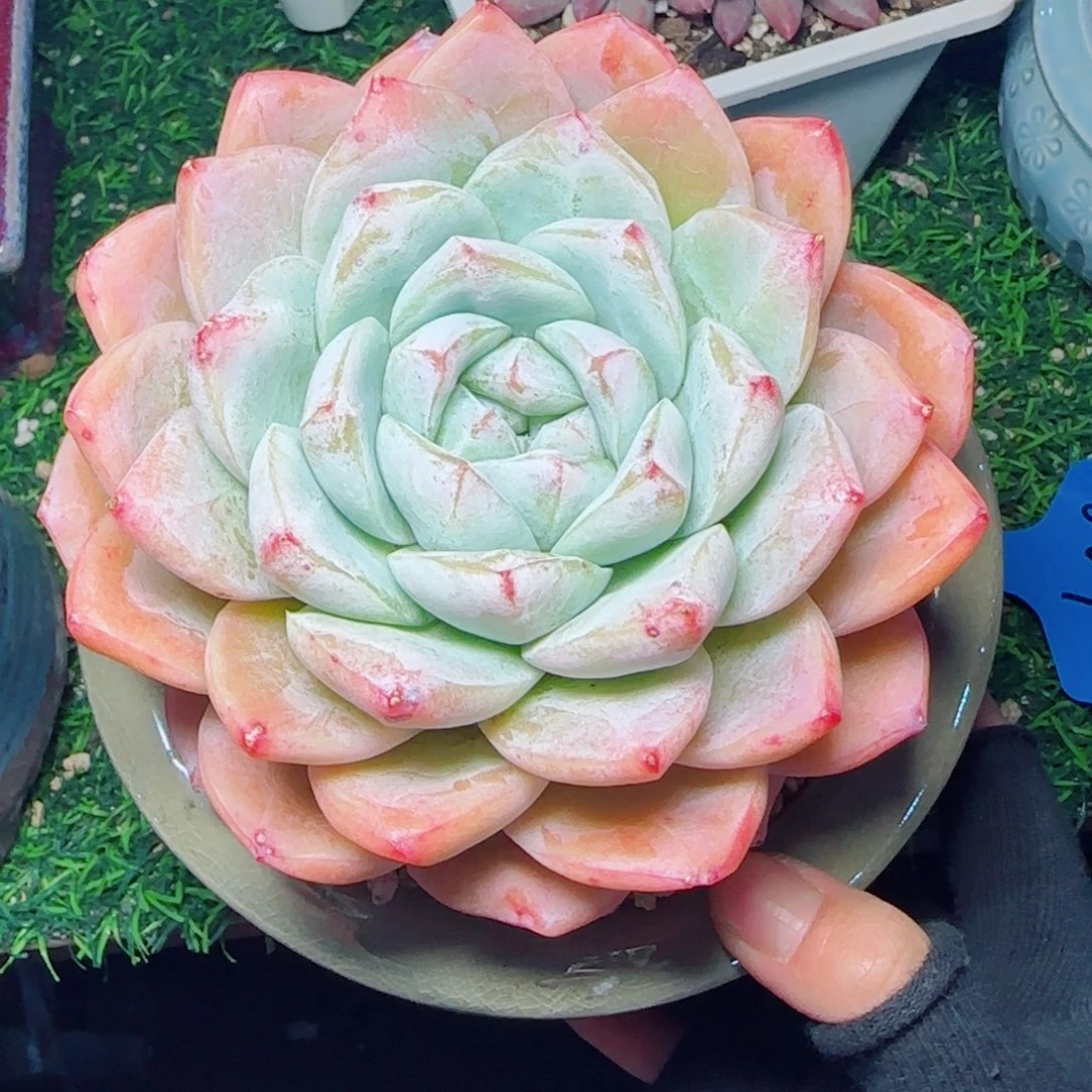 白泽珍妮大母本，3925多肉植物