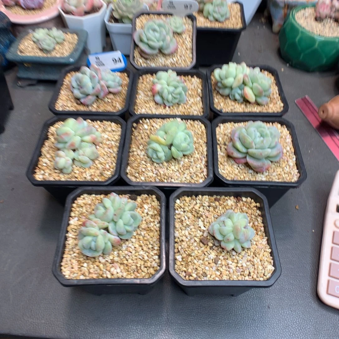 白*琛94 一组冰玉石化