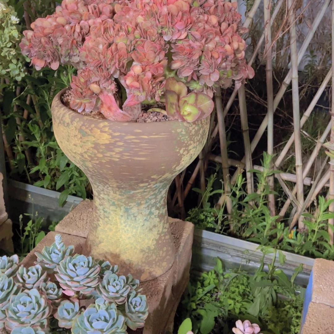 冉*多肉植物保护研究所所长