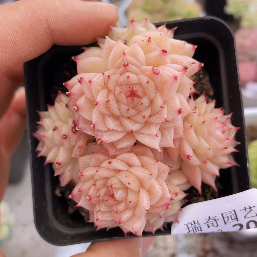 0000000000000020量拍