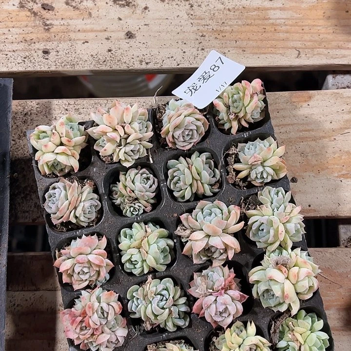 直播福利一物一拍87