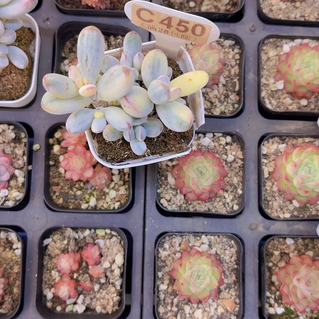 C450乒乓锦一物一拍